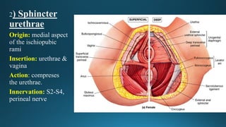 Origin:
Insertion:
Action
Innervation:
 