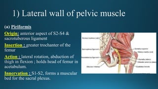 Origin
Insertion
Action
Innervation
 