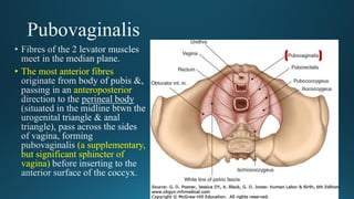• The most anterior fibres
anteroposterior
(a supplementary,
but significant sphincter of
vagina)
 