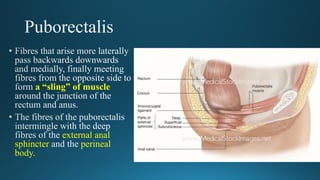 a “sling” of muscle
external anal
sphincter perineal
body.
 