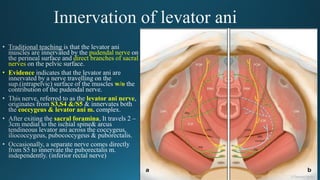 pudendal nerve
direct branches of sacral
nerves
• Evidence
w/o
levator ani nerve
S3,S4 &/S5
coccygeus & levator ani m.
sacral foramina
 