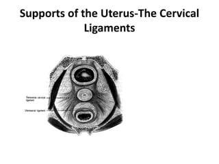 Supports of the Uterus -The Cervical
Ligaments- contd
 