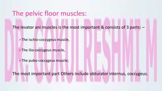 The pelvic floor muscles:
The levator ani muscles is the most important & consists of 3 parts: –
The ischio-coccygeus muscle,
The ilio-coccygeus muscle,
The pubo-coccygeus muscle;
The most important part Others include obturator internus, coccygeus.
 