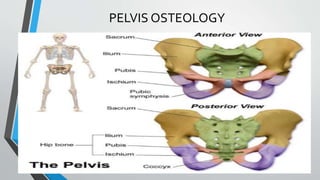 PELVIS OSTEOLOGY
 