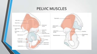 PELVIC MUSCLES
 