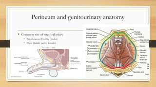Perineum and genitourinary anatomy
 Common site of urethral injury:
• Membranous Urethra ( males)
• Near bladder neck ( females)
 