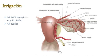 Irrigación
 art iliaca interna -----
Arteria uterina
 Art ovárica
 