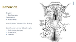 Simpático
 Ganglio celiaco
Parasimpático
 Nervio pélvico
Forman el plexo Frankenhauser  útero,
Genitales externos + 1er 1/3 de la vagina
 Abdominogenital mayor
 Genitocrural
 Pudendo
Inervación
 