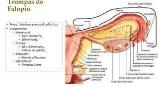 Trompas de
Falopio
• Pares, tubulares y musculo elásticos,
• 4 segmentos:
• Intramural:
• 1mm diámetro,
• 10mm long.,
• Ístmica:
• 20 a 40mm long.,
• 3-4mm de calibre,
• Ampollar:
• Blanda y flexuosa,
• Infundíbulo:
• Fimbrias 2mm
 