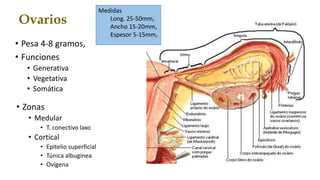 Ovarios
• Pesa 4-8 gramos,
• Funciones
• Generativa
• Vegetativa
• Somática
• Zonas
• Medular
• T. conectivo laxo
• Cortical
• Epitelio superficial
• Túnica albugínea
• Ovígena
Medidas
Long. 25-50mm,
Ancho 15-20mm,
Espesor 5-15mm,
 