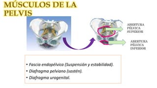 ABERTURA
PÉLVICA
SUPERIOR
ABERTURA
PÉLVICA
INFERIOR
• Fascia endopélvica (Suspensión y estabilidad).
• Diafragma pelviano (sostén).
• Diafragma urogenital.
 