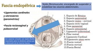 Fascia endopélvica Tejido fibromuscular, encargada de suspender y
estabilizar las vísceras abdominales.
•Ligamentos cardinales
y uterosacros
(parametrios)
•Fascia rectovaginal y
pubocervical
Son espacios virtuales con tejido flexible
importante para la dinámica pélvica por
la distensión de las visceras huecas.
 