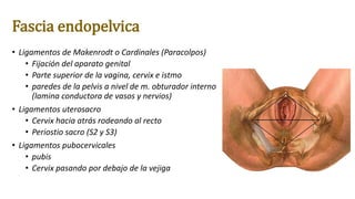 Fascia endopelvica
• Ligamentos de Makenrodt o Cardinales (Paracolpos)
• Fijación del aparato genital
• Parte superior de la vagina, cervix e istmo
• paredes de la pelvis a nivel de m. obturador interno
(lamina conductora de vasos y nervios)
• Ligamentos uterosacro
• Cervix hacia atrás rodeando al recto
• Periostio sacro (S2 y S3)
• Ligamentos pubocervicales
• pubis
• Cervix pasando por debajo de la vejiga
 