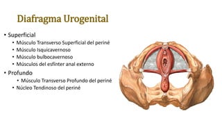 Diafragma Urogenital
• Superficial
• Músculo Transverso Superficial del periné
• Músculo Isquicavernoso
• Músculo bulbocavernoso
• Músculos del esfínter anal externo
• Profundo
• Músculo Transverso Profundo del periné
• Núcleo Tendinoso del periné
 