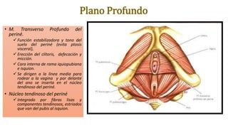Plano Profundo
• M. Transverso Profundo del
periné.
 Función estabilizadora y tono del
suelo del periné (evita ptosis
visceral),
 Erección del clítoris, defecación y
micción.
 Cara interna de rama iquiopubiana
e isquion.
 Se dirigen a la línea media para
rodear a la vagina y por delante
del ano se inserta en el núcleo
tendinoso del periné.
• Núcleo tendinoso del periné
 Integrado por fibras lisas y
componentes tendinosos, estriados
que van del pubis al isquion.
 