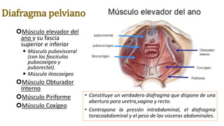 Diafragma pelviano
Músculo elevador del
ano y su fascia
superior e inferior
 Músculo pubovisceral
(con los fascículos
pubocoxígeo y
puborectal).
 Músculo ileocoxígeo
Músculo Obturador
Interno
Músculo Piriforme
Músculo Coxígeo
• Constituye un verdadero diafragma que dispone de una
abertura para uretra,vagina y recto.
• Contrapone la presión intrabdominal, el diafragma
toracoabdominal y el peso de las visceras abdominales.
 