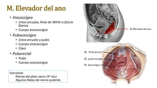 M. Elevador del ano
• Iliococcígeo
• Línea arcuata, línea de White o fascia
blanca
• Cuerpo anococcígeo
• Pubococcígeo
• Línea arcuata y pubis
• Cuerpo anococcígeo
• Cóxis
• Puborectal
• Pubis
• Cuerpo anococcígeo
Inervación
Ramas del plexo sacro (3ª raíz)
Algunos filetes del nervio pudendo
 