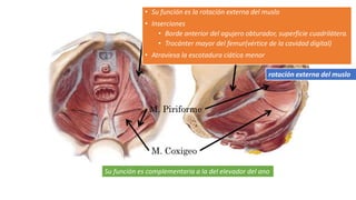 M. Obturador Interno
M. Coxigeo
M. Piriforme
• Su función es la rotación externa del muslo
• Inserciones
• Borde anterior del agujero obturador, superficie cuadrilátera.
• Trocánter mayor del femur(vértice de la cavidad digital)
• Atraviesa la escotadura ciática menor
rotación externa del muslo
Su función es complementaria a la del elevador del ano
 