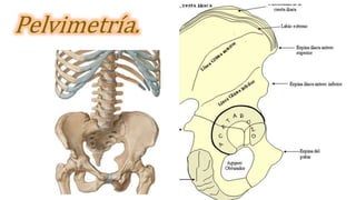 Pelvimetría.
 