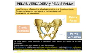 PELVIS VERDADERA y PELVIS FALSA
Cresta
Pectinea
Pelvis
Verdadera
Pelvis
Falsa
La pelvis mayor o falsa pelvis, situada por encima de la línea innominada.
Comprende la porción mas baja de la cavidad abdominal.
Situada entre las alas del ilion.
La pelvis menor, pelvis verdadera o desfiladero óseo, situado por debajo de la línea
innominada.
Sus paredes son en parte óseas y en parte ligamentosas.
El limite posterior está formado por la cara anterior del sacro y los limites laterales por la caras
internas de los isquiones y las escotaduras y ligamentos sacrociáticos. Por delante limita con
los agujeros obturadores, los huesos púbicos, la sínfisis y las ramas ascendentes de los
 