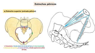 a) Estrecho superior (entrada pélvica)
Estrechos pélvicos
 