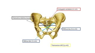 Transverso útil (13 cm).
Oblicuo izq. (12.5 cm).
Oblicuo der. (12 cm).
Conjugado verdadero (11 cm).
Transverso máximo (13.5cm).
 