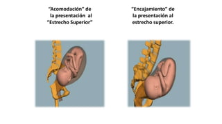 “Acomodación” de
la presentación al
“Estrecho Superior”
“Encajamiento” de
la presentación al
estrecho superior.
 