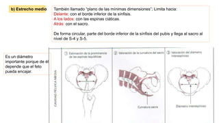 b) Estrecho medio También llamado “plano de las mínimas dimensiones”; Limita hacia:
Delante: con el borde inferior de la sínfisis.
A los lados: con las espinas ciáticas.
Atrás: con el sacro.
De forma circular, parte del borde inferior de la sínfisis del pubis y llega al sacro al
nivel de S-4 y S-5.
Es un diámetro
importante porque de él
depende que el feto
pueda encajar.
 
