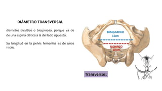 DIÁMETRO TRANSVERSAL
diámetro biciático o biespinoso, porque va de
de una espina ciática a la del lado opuesto.
Su longitud en la pelvis femenina es de unos
11 cm.
 