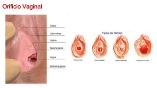 Orificio Vaginal
 