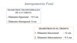 DIAMETROS TRANSVERSALES
DE LA CABEZA:
- Diámetro biparietal : 9.5 cm
- Diámetro bitemporal: 8 cm
Antropometría Fetal.
DIAMETROS EN EL TRONCO
1. Diámetro biacromial : 12 cm
2. Diámetro bitrocanterico : 9.5 cm
 