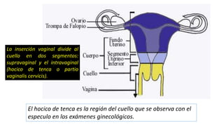 La inserción vaginal divide al
cuello en dos segmentos:
supravaginal y el intravaginal
(hocico de tenca o partio
vaginalis cervicis).
El hocico de tenca es la región del cuello que se observa con el
especulo en los exámenes ginecológicos.
 