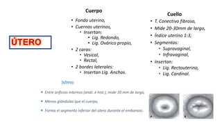 Cuerpo
• Fondo uterino,
• Cuernos uterinos,
• Insertan:
• Lig. Redondo,
• Lig. Ovárico propio,
• 2 caras:
• Vesical,
• Rectal,
• 2 bordes laterales:
• Insertan Lig. Anchos.
Cuello
• T. Conectivo fibroso,
• Mide 20-30mm de largo,
• Índice uterino 1:3,
• Segmentos:
• Supravaginal,
• Infravaginal,
• Insertan:
• Lig. Rectouterino,
• Lig. Cardinal.
Istmo
 Entre orificios internos (anat. e hist.), mide 10 mm de largo,
 Menos glándulas que el cuerpo,
 Forma el segmento inferior del útero durante el embarazo,
ÚTERO
 