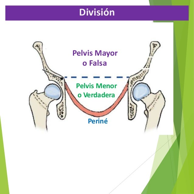 Pelvis Verdadera Y Pelvis Falsa