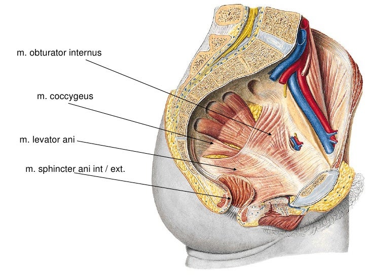 Női kismedence anatómiája