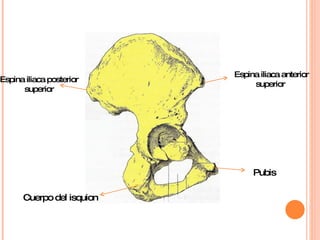 Espina iliaca anterior superior  Espina iliaca posterior  superior  Pubis Cuerpo del isquion 