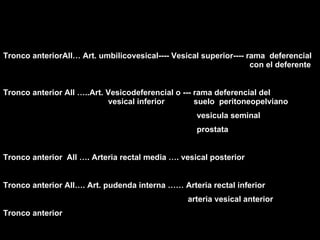 Tronco anteriorAII… Art. umbilicovesical---- Vesical superior---- rama deferencial con el deferente Tronco anterior AII …..Art. Vesicodeferencial o --- rama deferencial del vesical inferior suelo peritoneopelviano vesicula seminal prostata Tronco anterior AII …. Arteria rectal media …. vesical posterior Tronco anterior AII…. Art. pudenda interna …… Arteria rectal inferior arteria vesical anterior Tronco anterior