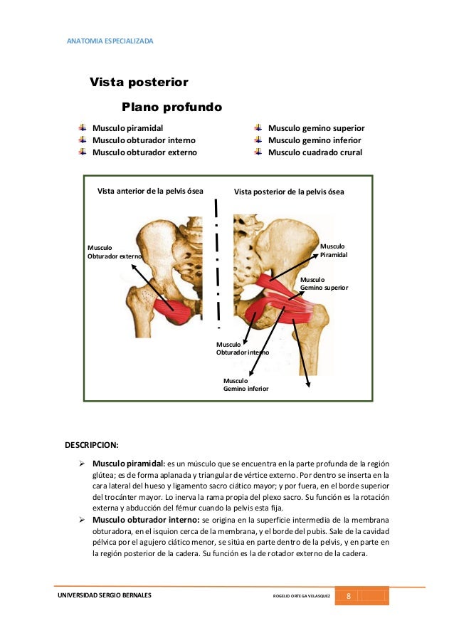 anatomia de la pelvis