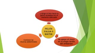 y dirige al feto hacia la
pelvis verdadera en el
momento adecuado

PELVIS
FALSA O
MAYOR
Contiene las
visceras abdominales

da apoyo al útero
en la etapa tardía
del embarazo

 