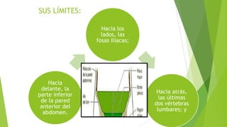 SUS LÍMITES:
Hacia los
lados, las
fosas ilíacas;

Hacia
delante, la
parte inferior
de la pared
anterior del
abdomen.

Hacia atrás,
las últimas
dos vértebras
lumbares; y

 