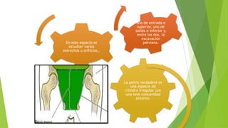 En este espacio se
estudian varios
estrechos u orificios,.

uno de entrada o
superior, uno de
salida o inferior y,
entre los dos, la
excavación
pelviana.

La pelvis verdadera es
una especie de
cilindro irregular con
una leve concavidad
anterior.

 