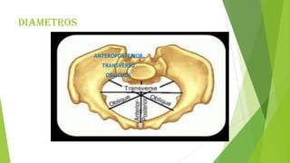 DIAMETROS
ANTEROPOSTERIOR
TRANSVERSO

OBLICUOS

 