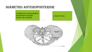 diámetro ANTEROPOSTERIOR
la distancia se toma desde el
promontorio al borde
inferior de la sínfisis

y mide 12.5cm.

 