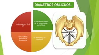 DIAMETROS OBLICUOS.

miden aprox. 12.5
cm

van desde la
eminencia
ileopectina

al extremo superior
de la articulación
sacro iliaca

un derecho y un
izquierdo

 