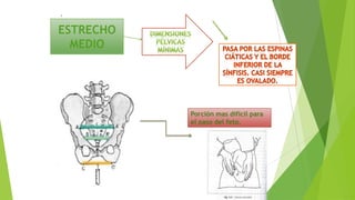 .

ESTRECHO
MEDIO

Porción mas difícil para
el paso del feto.

 