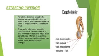 ESTRECHO INFERIOR


Por último tenemos un estrecho
inferior que después del estrecho
superior es el más importante porque
tiene la importancia de la liberación
fetal.



El estrecho inferior es un anillo
ostiofibroso de forma romboide y
está formada de adelante hacia atrás
por el borde inferior de la sínfisis
púbica, las ramas isquiopubianas y en
ambos lados teniendo forma
triangula

 