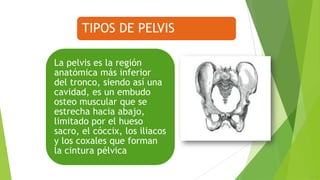 TIPOS DE PELVIS
La pelvis es la región
anatómica más inferior
del tronco, siendo así una
cavidad, es un embudo
osteo muscular que se
estrecha hacia abajo,
limitado por el hueso
sacro, el cóccix, los iliacos
y los coxales que forman
la cintura pélvica

 