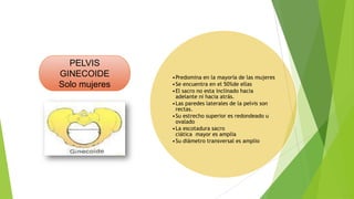 PELVIS
GINECOIDE
Solo mujeres

•Predomina en la mayoría de las mujeres
•Se encuentra en el 50%de ellas
•El sacro no esta inclinado hacia
adelante ni hacia atrás.
•Las paredes laterales de la pelvis son
rectas.
•Su estrecho superior es redondeado u
ovalado
•La escotadura sacro
ciática mayor es amplia
•Su diámetro transversal es amplio

 