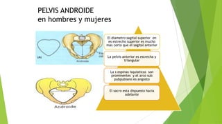PELVIS ANDROIDE
en hombres y mujeres
El diametro sagital superior en
es estrecho superior es mucho
mas corto que el sagital anterior
La pelvis anterior es estrecha y
triangular
La s espinas isquiaticas son
prominentes y el arco sub
pubpubiano es angosto
El sacro esta dispuesto hacia
adelante

 