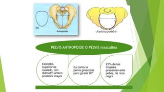 PELVIS ANTROPOIDE O PELVIS masculina

Estrecho
superior es
ovalado, con
diámetro antero
posterior mayor

Es como la
pelvis ginecoide
pero girada 90º

25% de las
mujeres
presentan esta
pelvis, de raza
negra

 